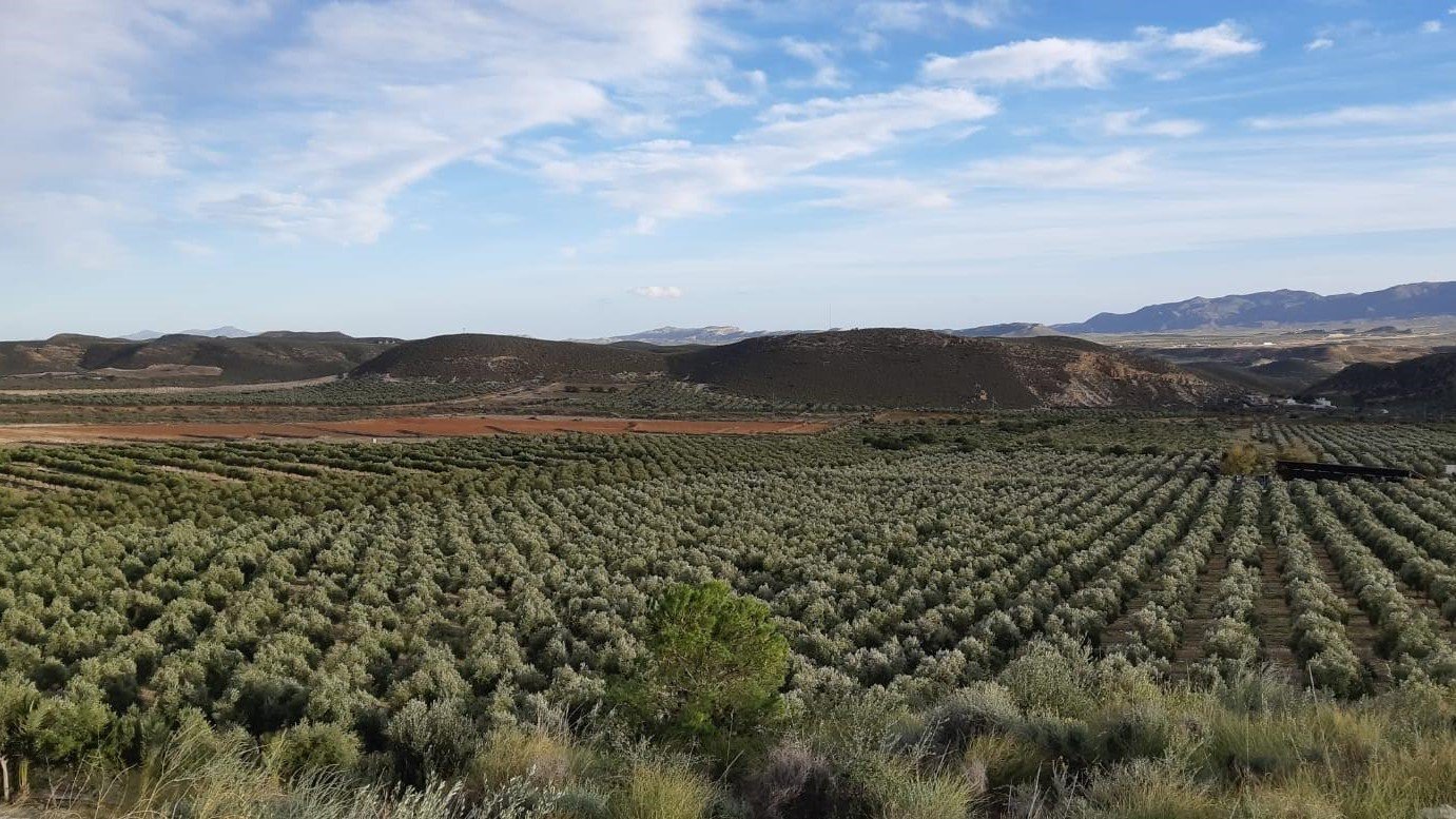 Por Qu Es Importante Hacer El M Ster Consultor En Aceite De Oliva De